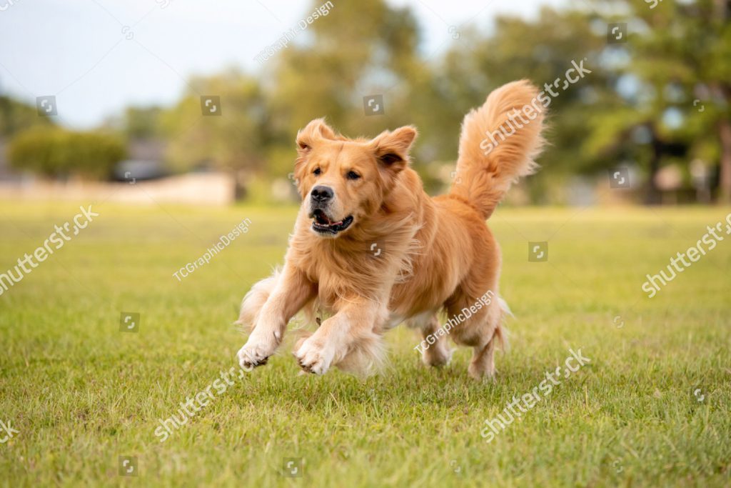 stock-photo-an-adult-golden-retriever-dog-plays-and-runs-in-a-park-an-open-field-with-green-grass-1763780522