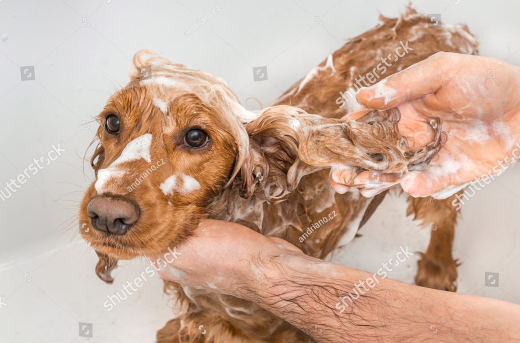 stock-photo-english-cocker-spaniel-dog-taking-a-shower-with-shampoo-soap-and-water-in-a-bathtub-1296906457
