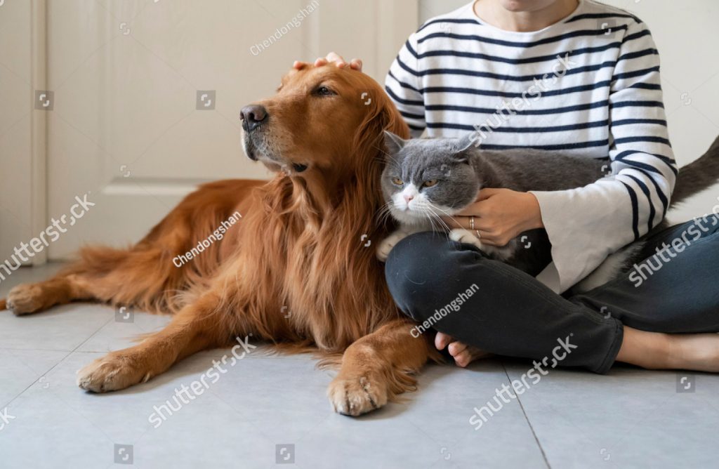 stock-photo-golden-retriever-and-british-shorthair-accompany-their-owner-1868848609