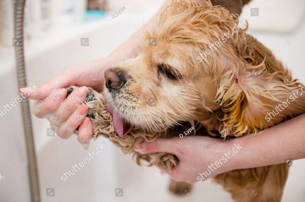 stock-photo-groomer-washing-paw-of-american-cocker-spaniel-standing-in-bathroom-the-dog-licks-its-paw-while-2148297069