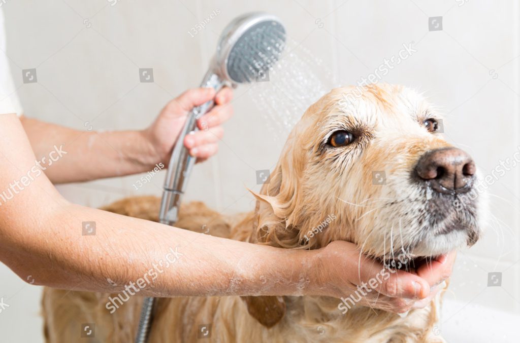 stock-photo-relaxing-bath-foam-to-a-golden-retriever-dog-236108794
